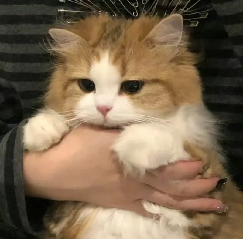 ảnh mèo buồn cute 33