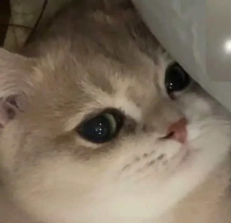 ảnh mèo buồn cute 34