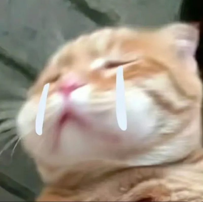 ảnh mèo buồn cute 35