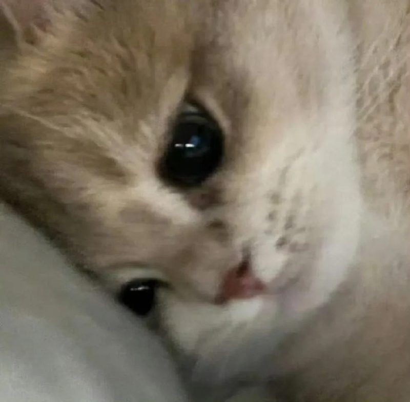 ảnh mèo buồn cute 4