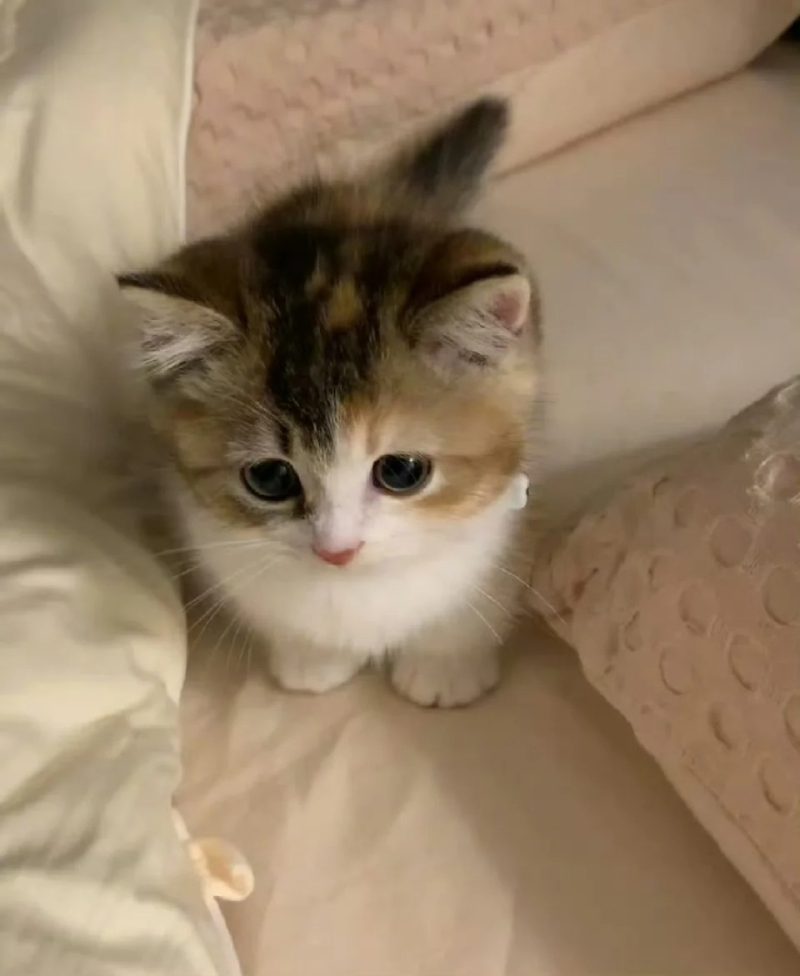 ảnh mèo buồn cute 6