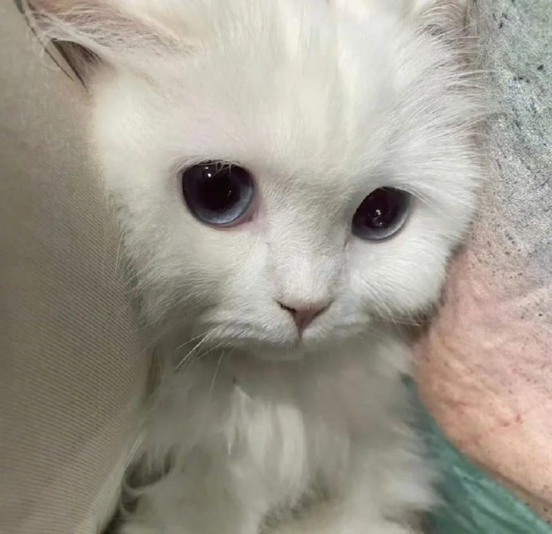 ảnh mèo buồn cute 7