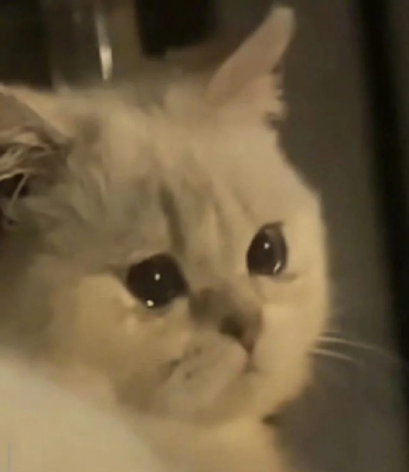 ảnh mèo buồn cute 8