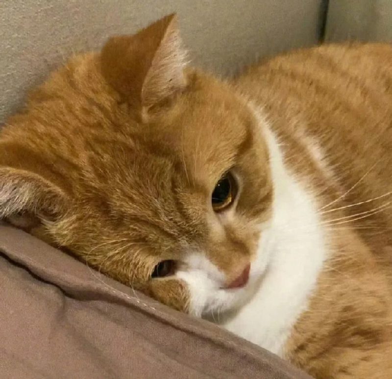 ảnh mèo buồn cute 9