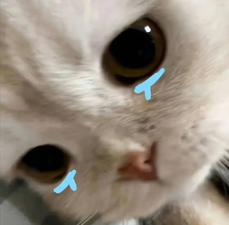 ảnh mèo cute buồn