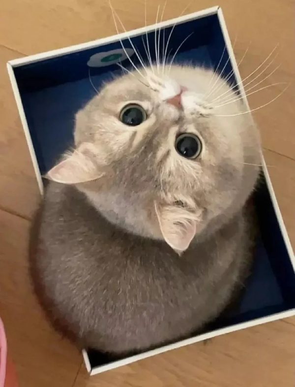ảnh mèo giận cute 10