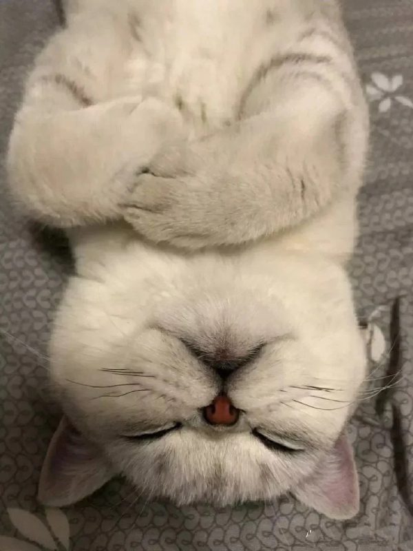 ảnh mèo giận cute 11