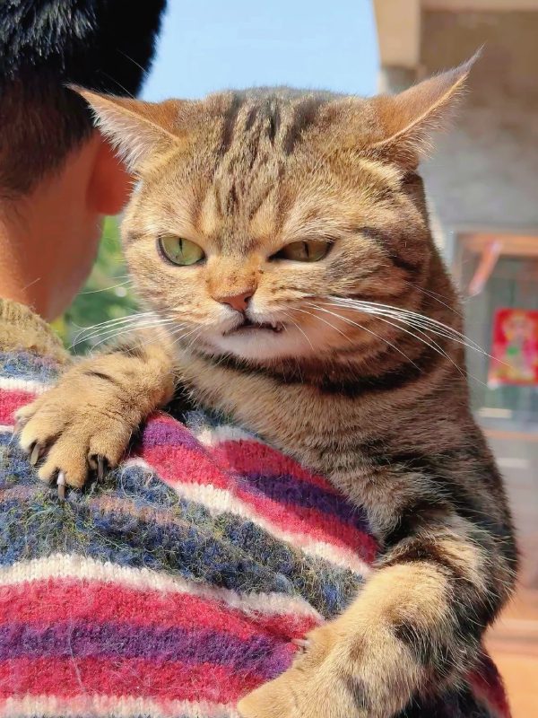 ảnh mèo giận cute 12