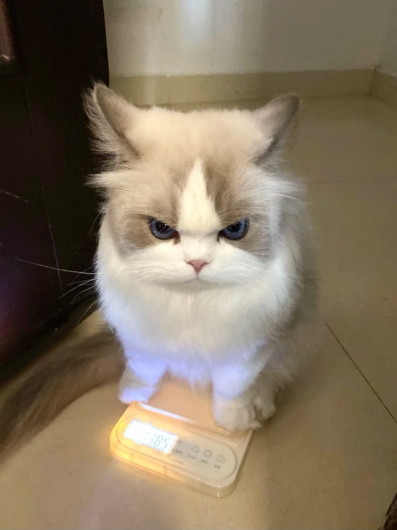 ảnh mèo giận cute 15