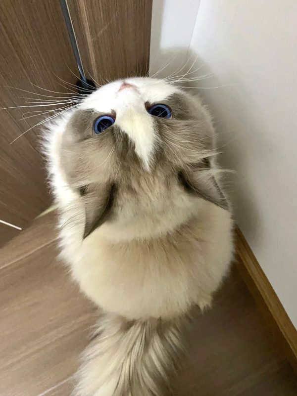 ảnh mèo giận cute 16
