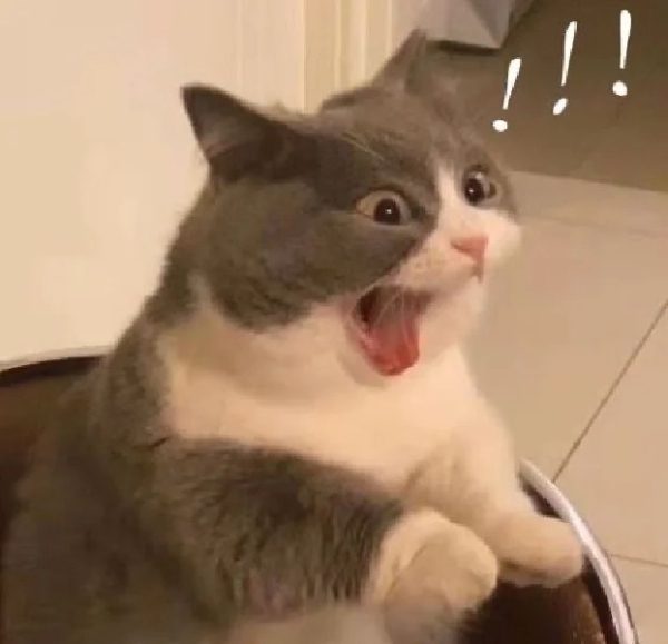 ảnh mèo giận cute 17