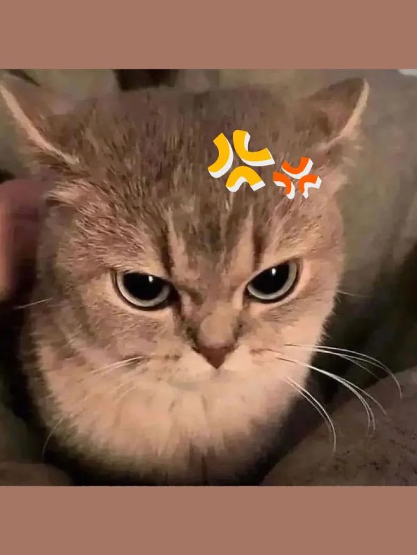 ảnh mèo giận cute 18