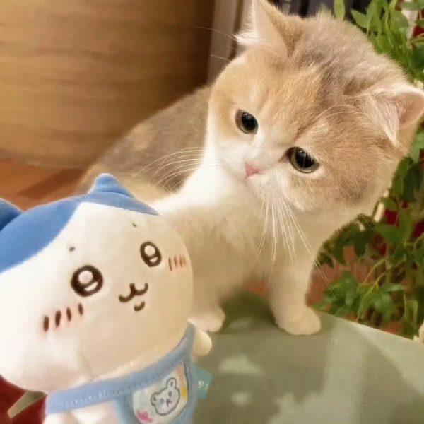 ảnh mèo giận cute 22