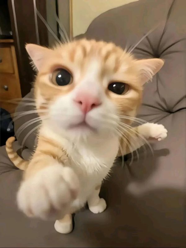 ảnh mèo giận cute 23