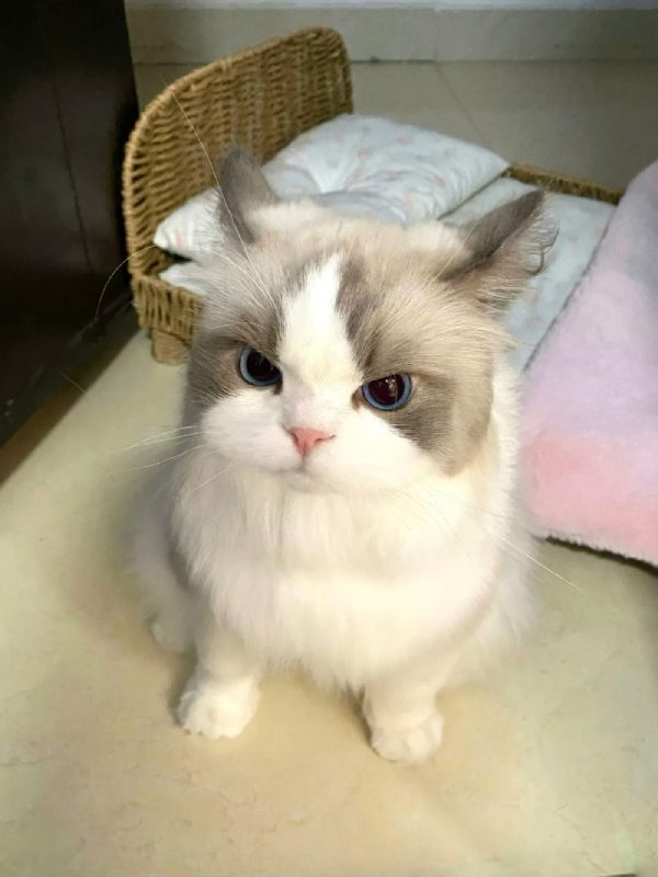 ảnh mèo giận cute 25