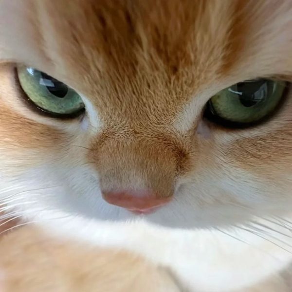 ảnh mèo giận cute 5