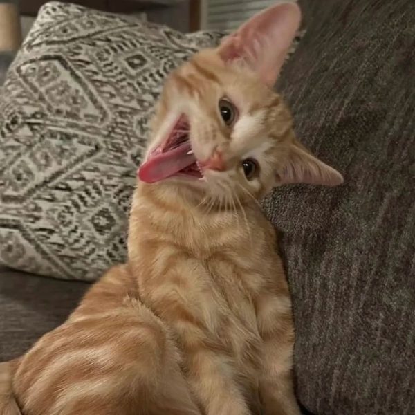ảnh mèo giận cute 7