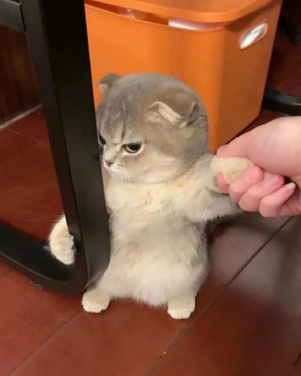 ảnh mèo giận cute 9