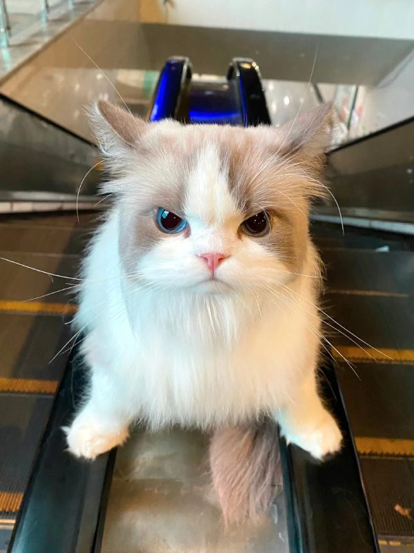 ảnh mèo tức giận cute