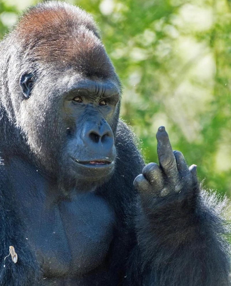 ảnh ngón giữa 34