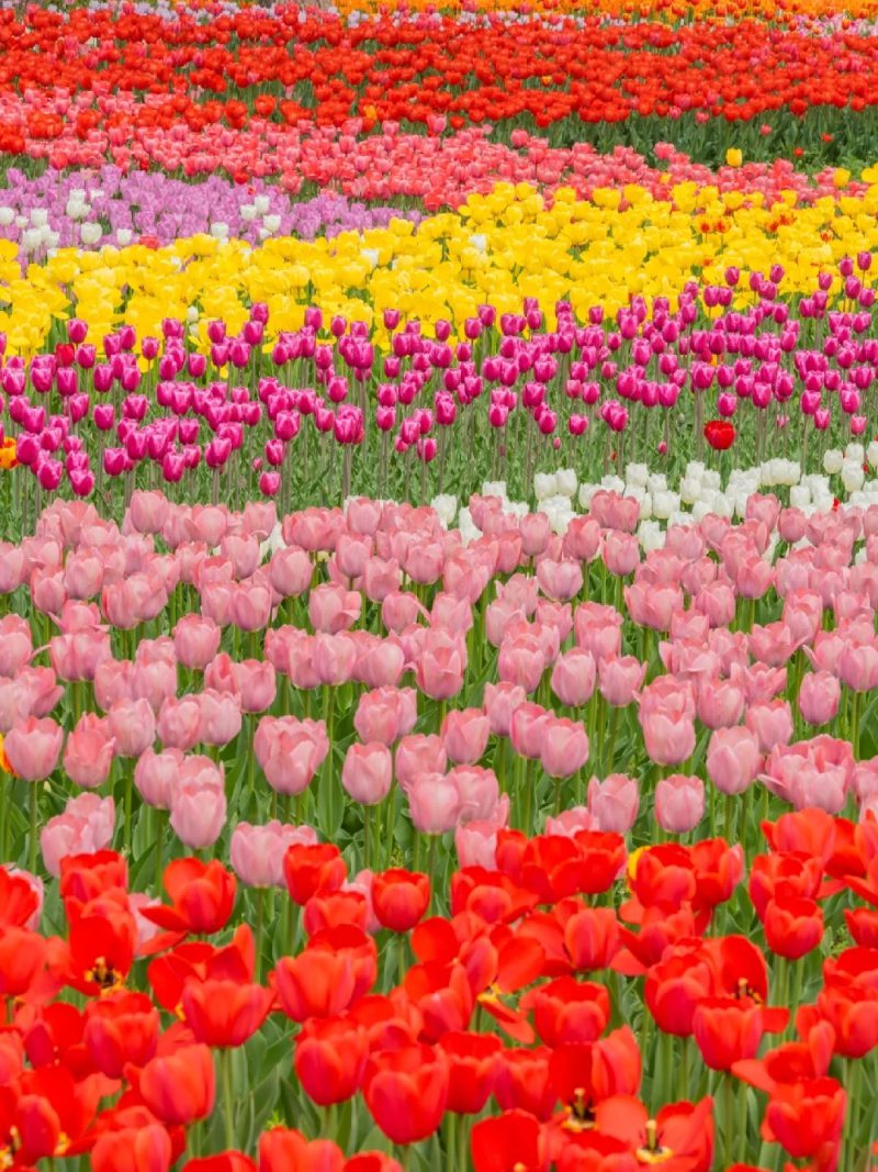 ảnh vườn hoa tulip 1