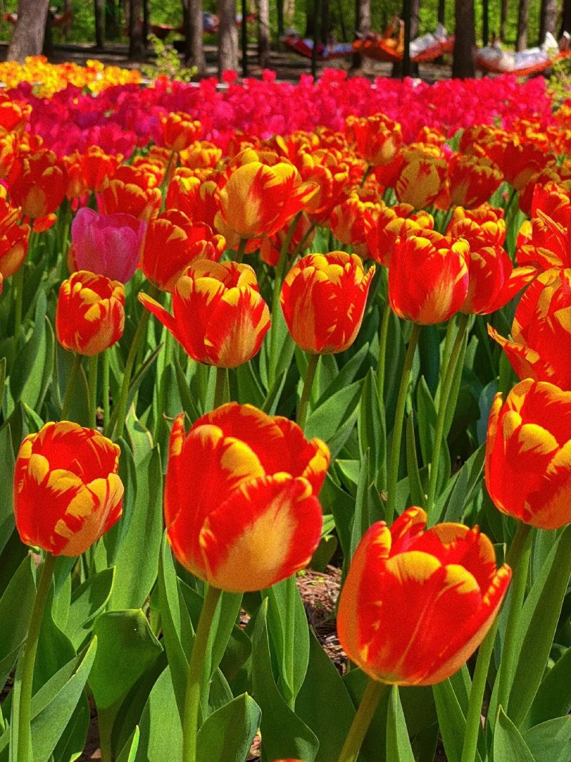 ảnh vườn hoa tulip 11