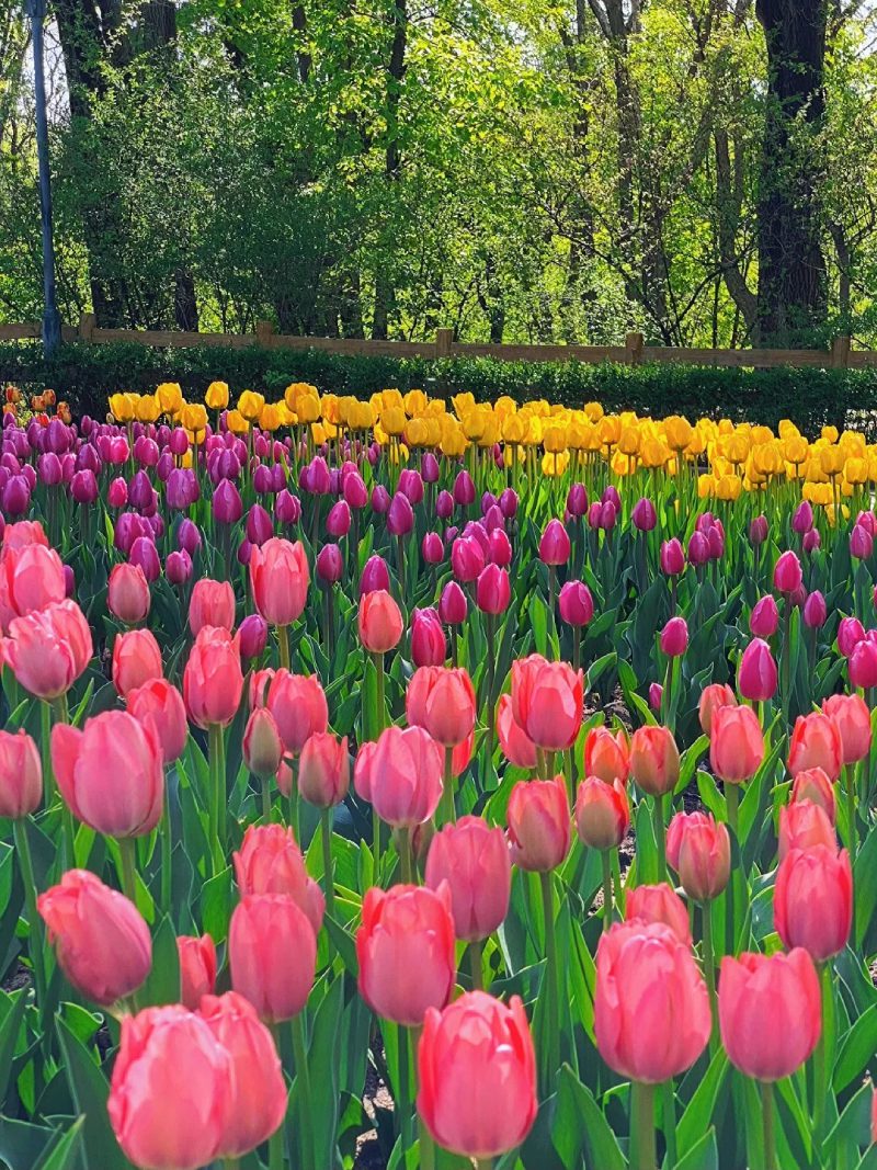 ảnh vườn hoa tulip 12