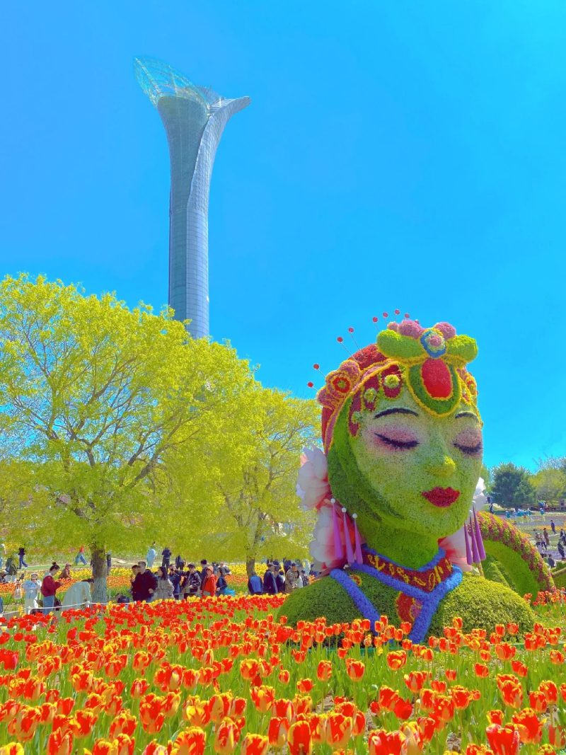 ảnh vườn hoa tulip 13