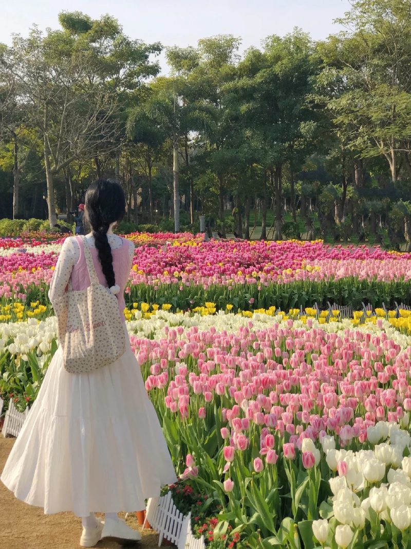 ảnh vườn hoa tulip 14