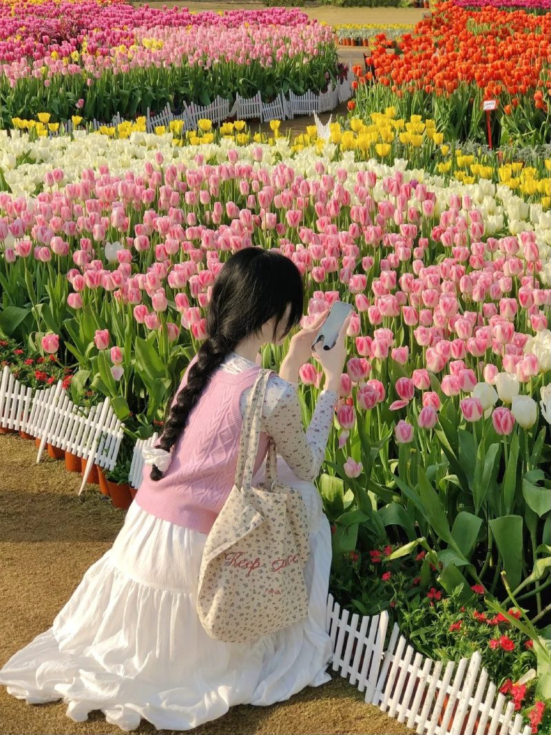 ảnh vườn hoa tulip 15