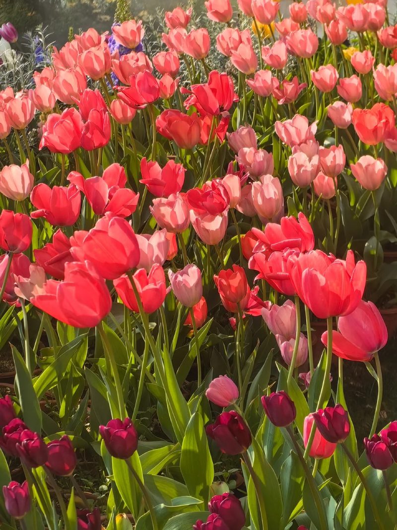 ảnh vườn hoa tulip 16