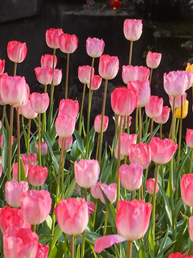 ảnh vườn hoa tulip 17