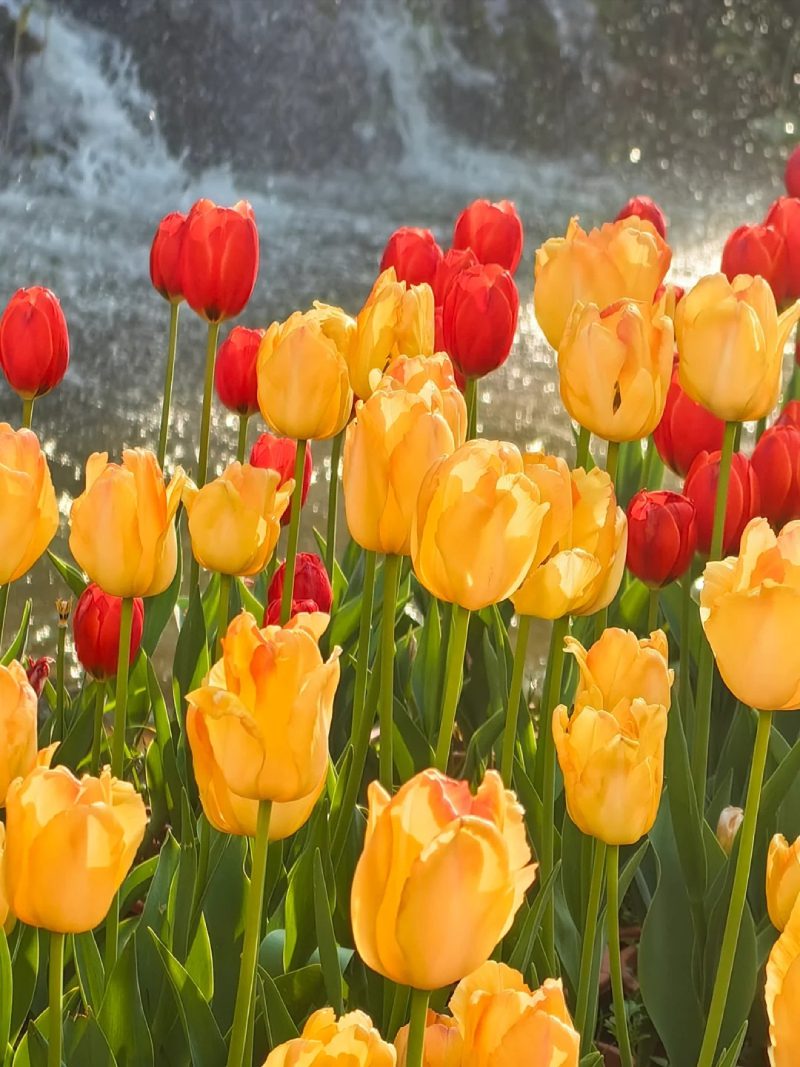 ảnh vườn hoa tulip 18