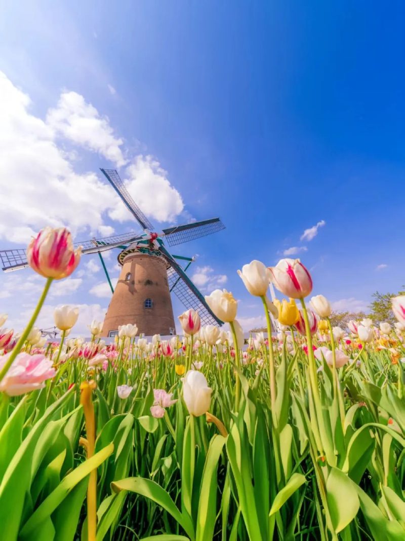 ảnh vườn hoa tulip 19