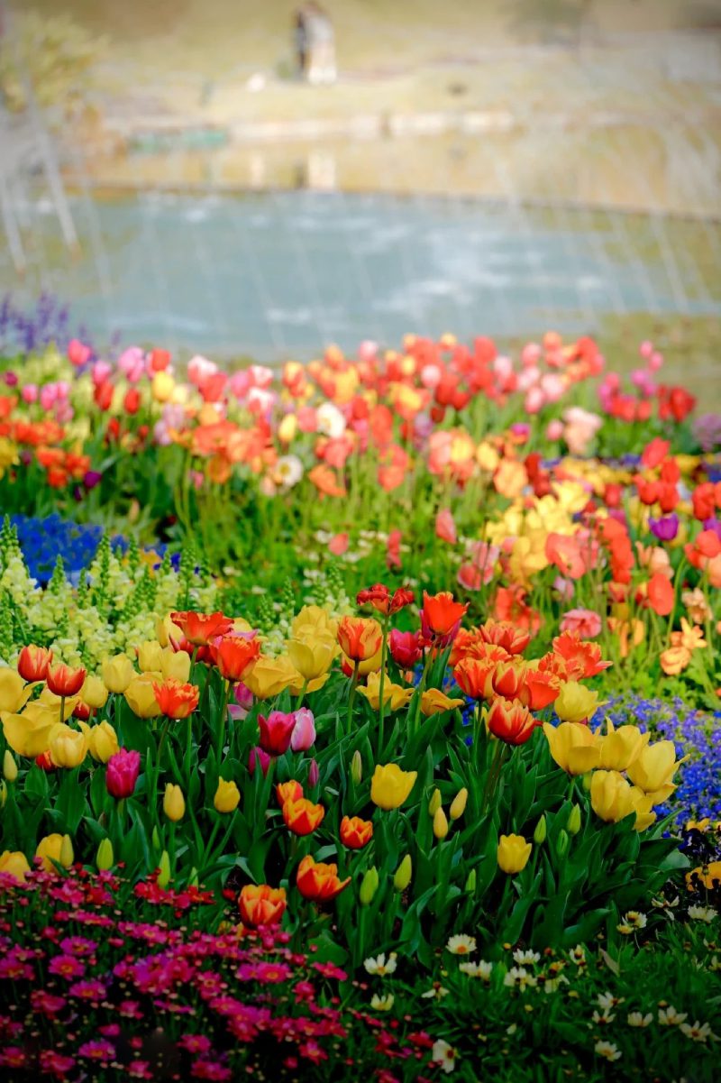 ảnh vườn hoa tulip 2