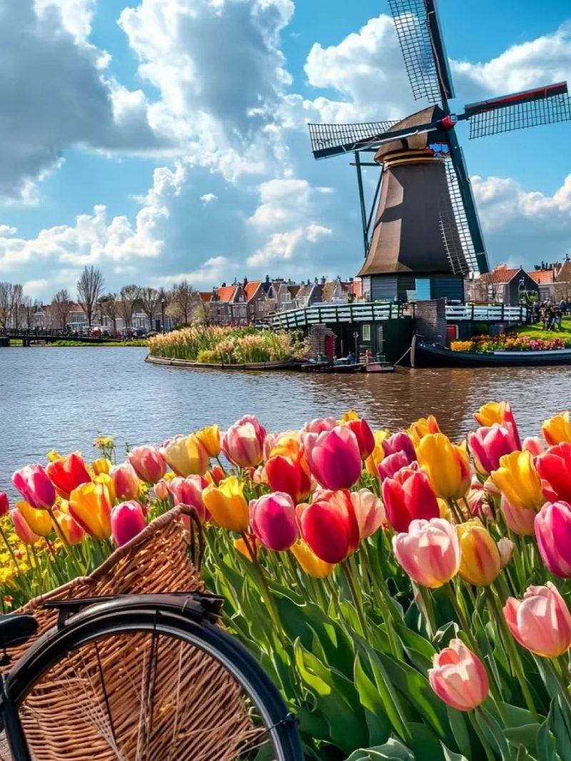 ảnh vườn hoa tulip 20