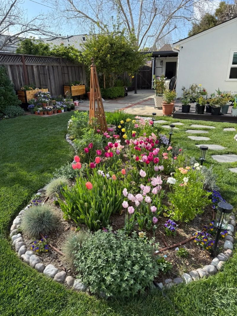 ảnh vườn hoa tulip 21