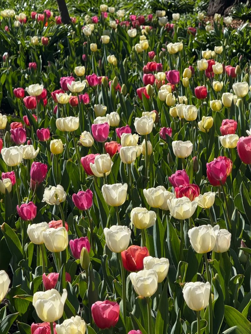 ảnh vườn hoa tulip 22