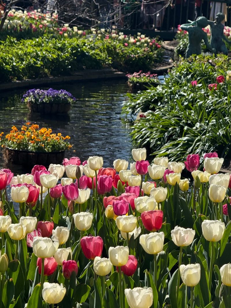 ảnh vườn hoa tulip 24