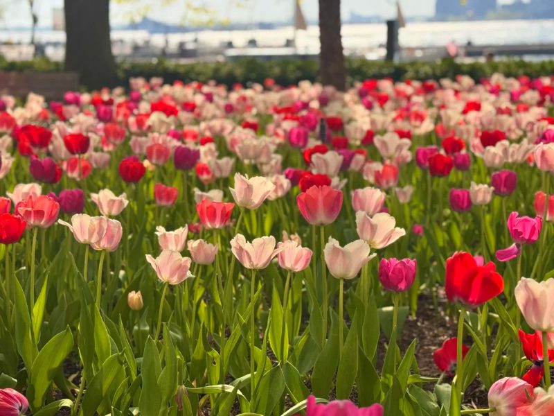 ảnh vườn hoa tulip 25
