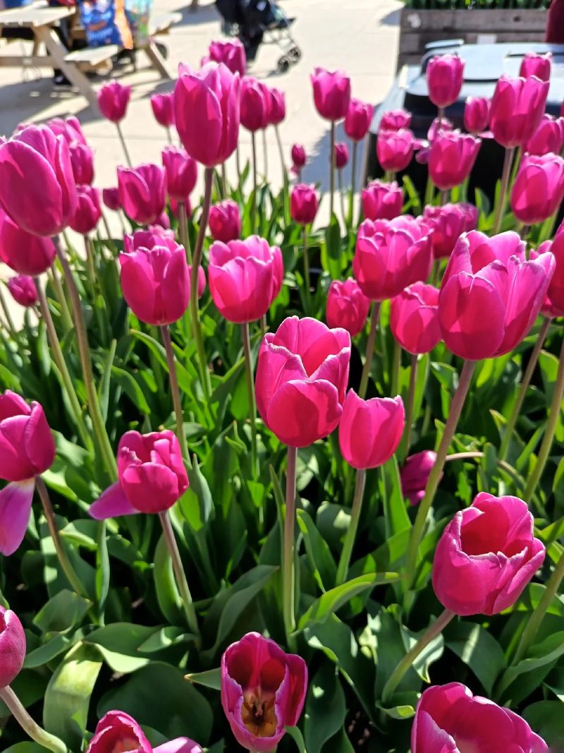 ảnh vườn hoa tulip 27