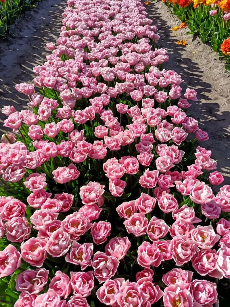 ảnh vườn hoa tulip 28