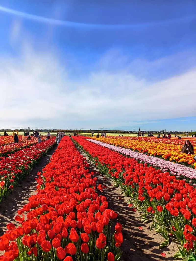 ảnh vườn hoa tulip 29