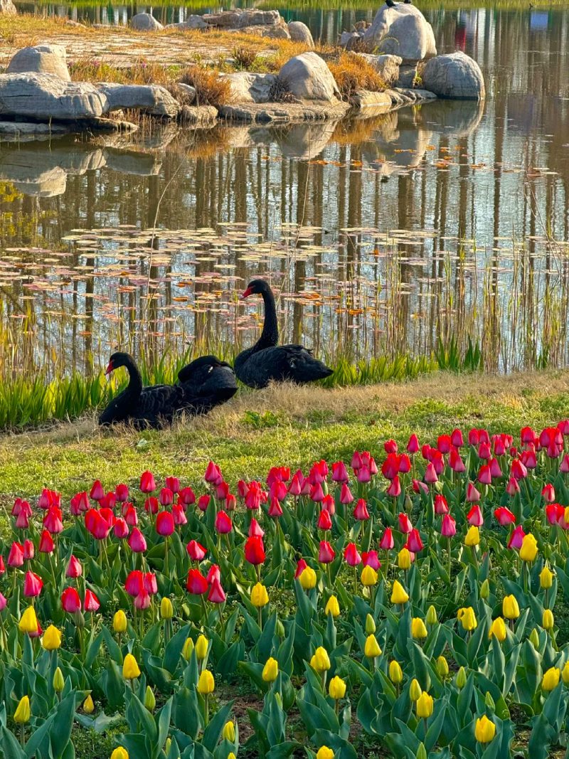 ảnh vườn hoa tulip 3