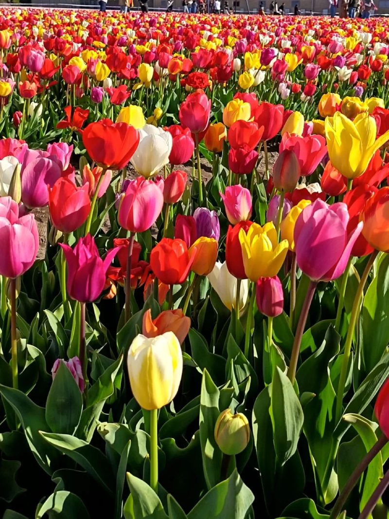 ảnh vườn hoa tulip 30