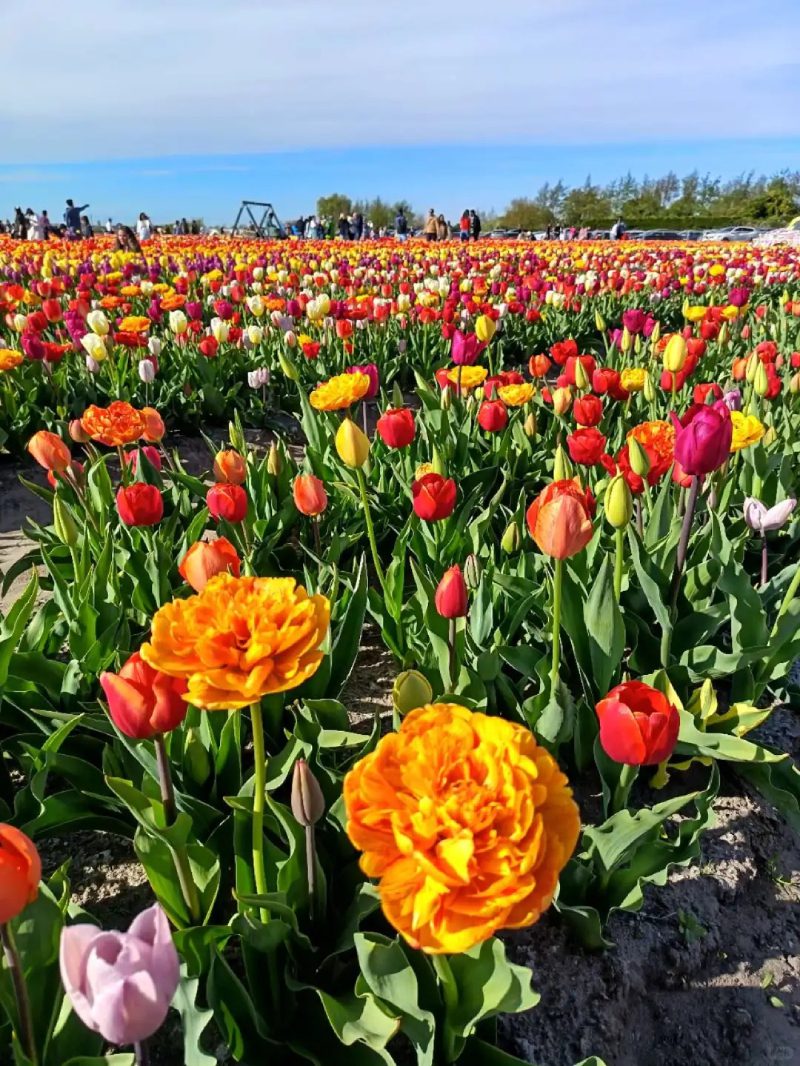 ảnh vườn hoa tulip 31
