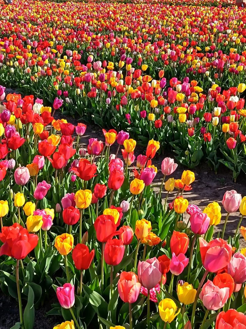 ảnh vườn hoa tulip 32