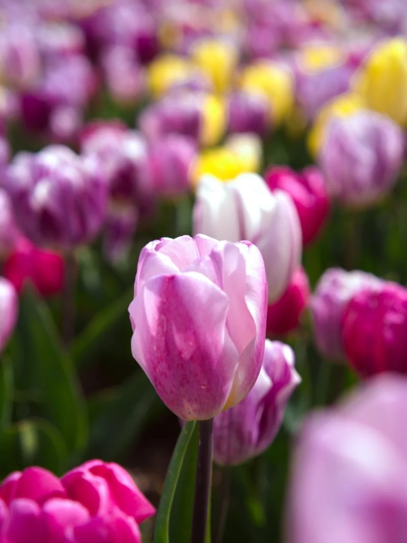 ảnh vườn hoa tulip 34