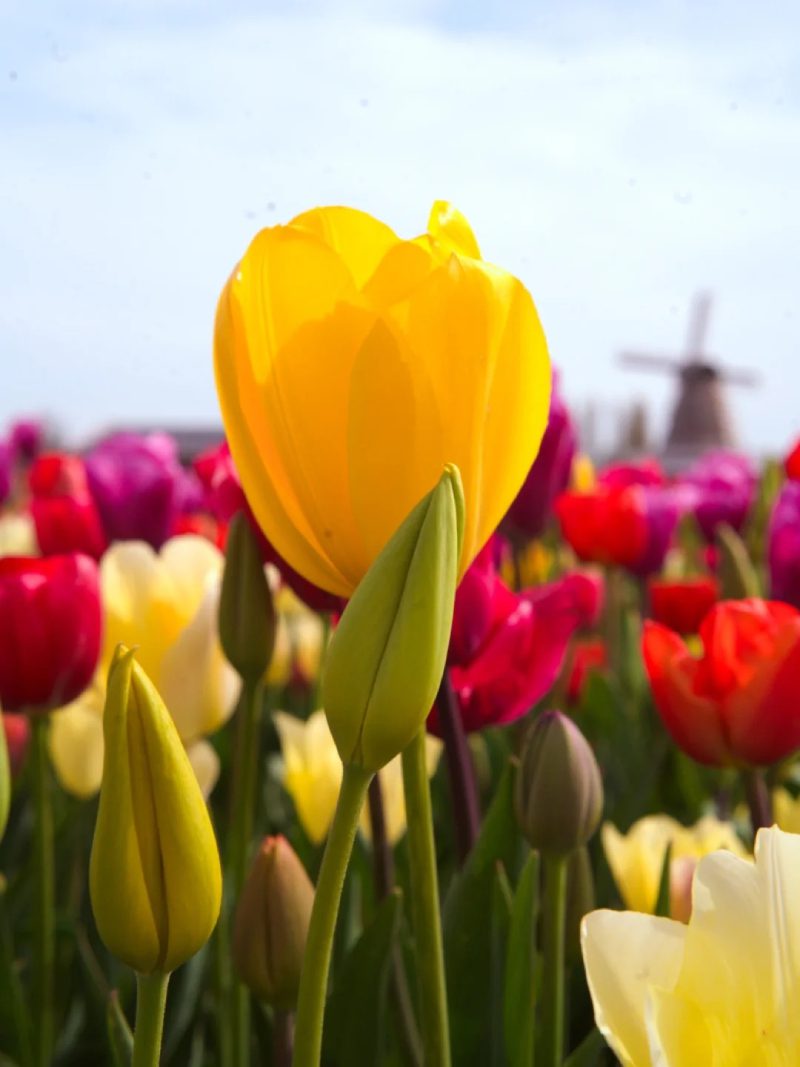 ảnh vườn hoa tulip 35