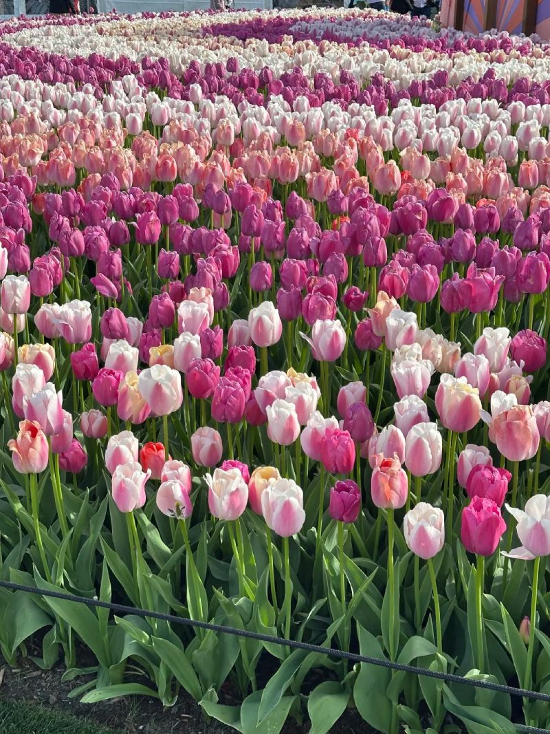ảnh vườn hoa tulip 4